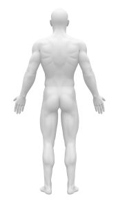 Male Body Back